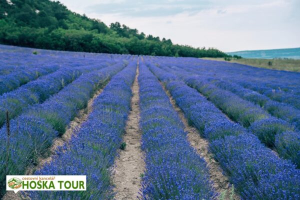 Zastávka u levandulového pole – Provence